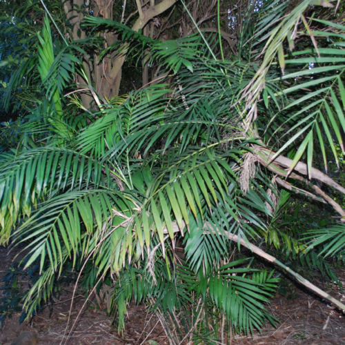 Lush Chamaedorea hooperiana plant with vibrant green, feathery fronds, bringing a touch of the tropics to any space.