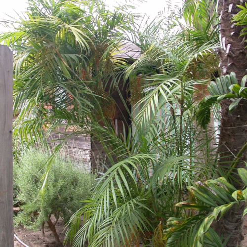 Chamaedorea hooperiana palm with lush green fronds in a garden. Tropical foliage adds a vibrant, natural touch.