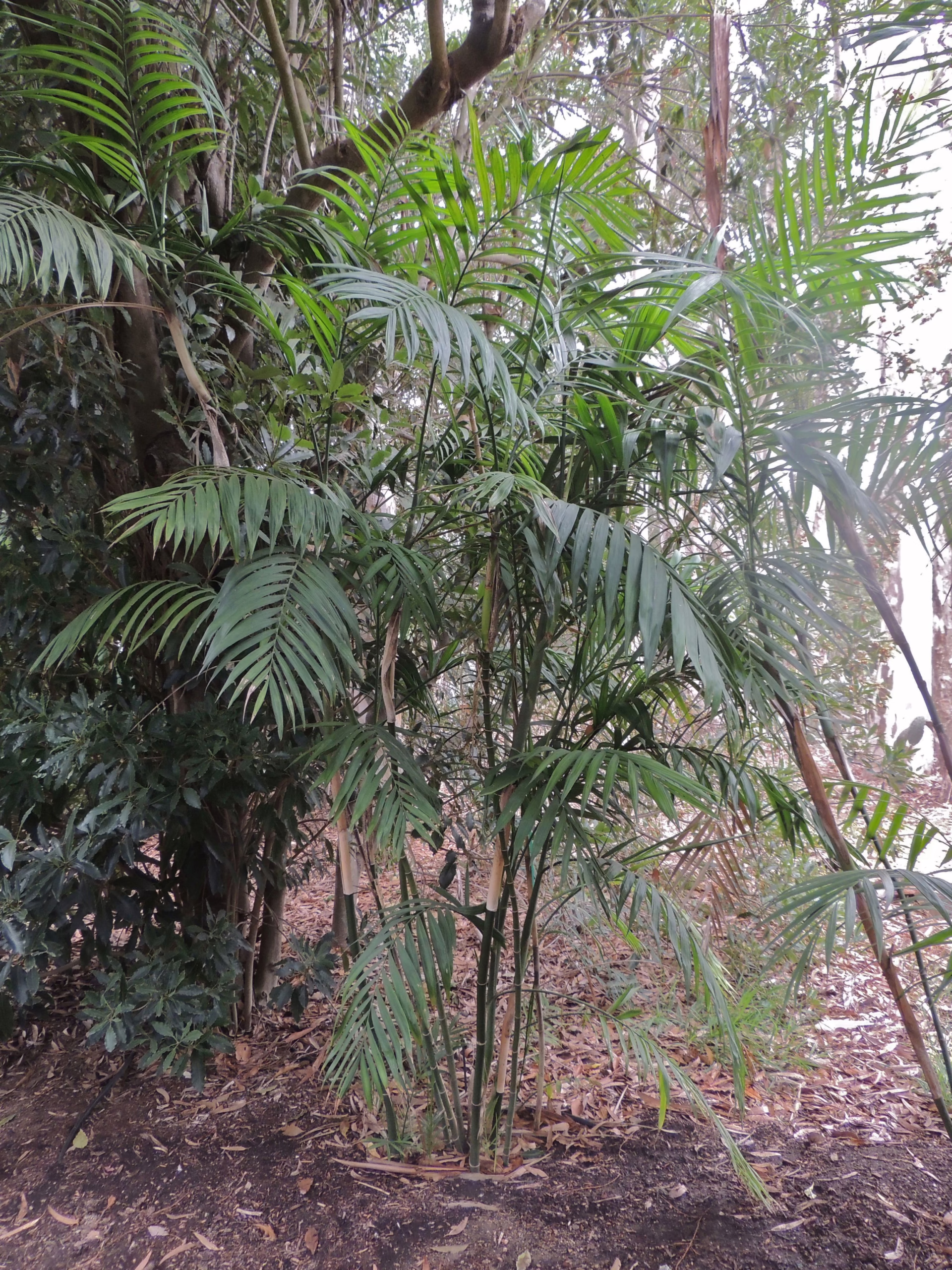 Chamaedorea hooperiana palm featuring slender green stems and lush, feathery foliage, adding a tropical touch to any space.