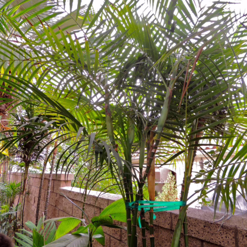 Lush Chamaedorea hooperiana palm with bamboo-like green stalks and vibrant fronds, a tropical accent for indoors or shaded gardens.