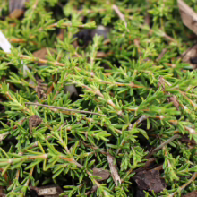 Coprosma acerosa 'Hawera': Dense, low-growing shrub with fine, needle-like green foliage, creating a textured ground cover.