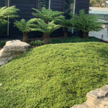 Coprosma acerosa 'Hawera' groundcover: Lush green mat with ferns and rocks in a garden setting.