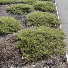 Dense, green Coprosma acerosa 'Hawera' ground cover in a garden bed.