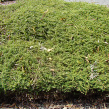 Coprosma acerosa 'Hawera': A dense, low-growing shrub with fine, needle-like green foliage, ideal for ground cover.