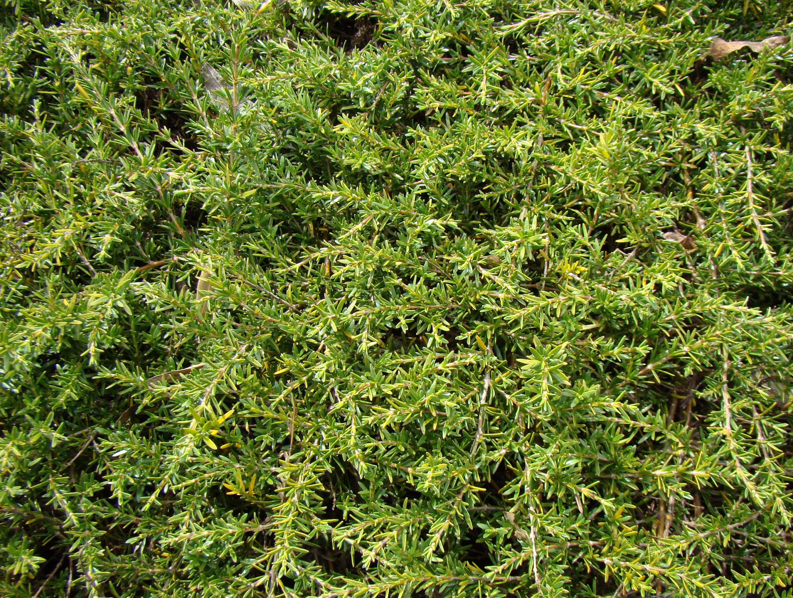 Coprosma acerosa 'Hawera': Dense, low-growing evergreen shrub with fine, needle-like, bright green foliage creating a textured ground cover.