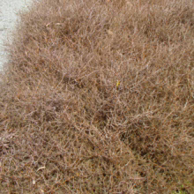 Coprosma acerosa ‘Red Rocks’: A dense, twiggy brown bush with sparse leaves, adding unique texture to any garden landscape