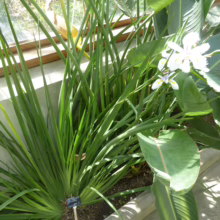Plant with dense cluster of long, slender green leaves and delicate white flower with yellow and purple accents