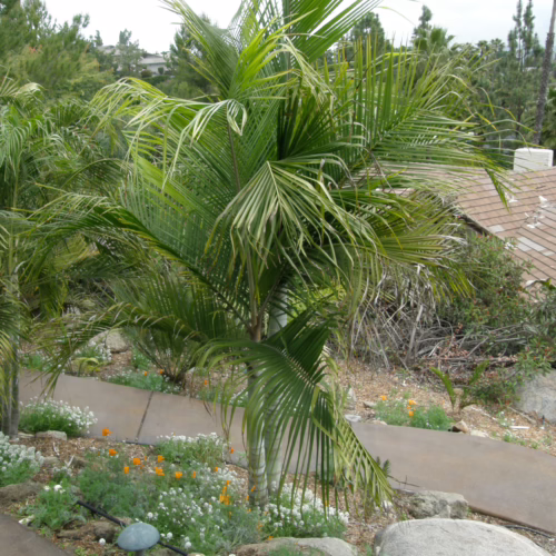 Dypsis baronii palm with vibrant green fronds, nestled in a garden setting. A tropical accent for landscaping.