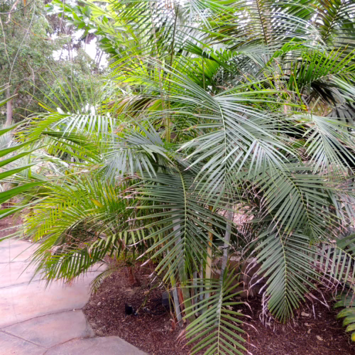 Lush Dypsis baronii palm with vibrant green fronds, creating a tropical garden accent near a stone path.