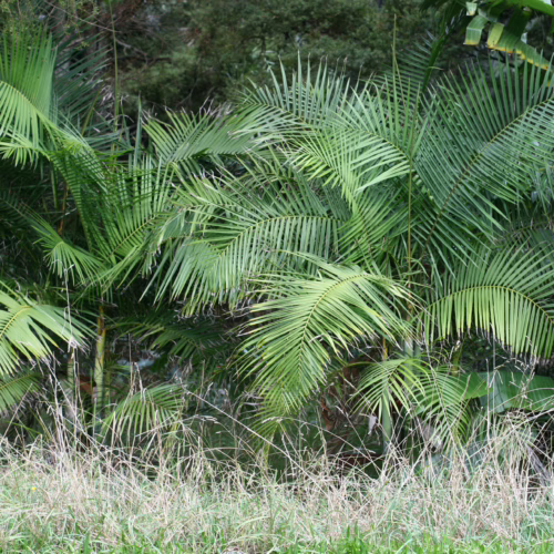 Dypsis baronii palm with vibrant green fronds, adding a tropical touch to any landscape