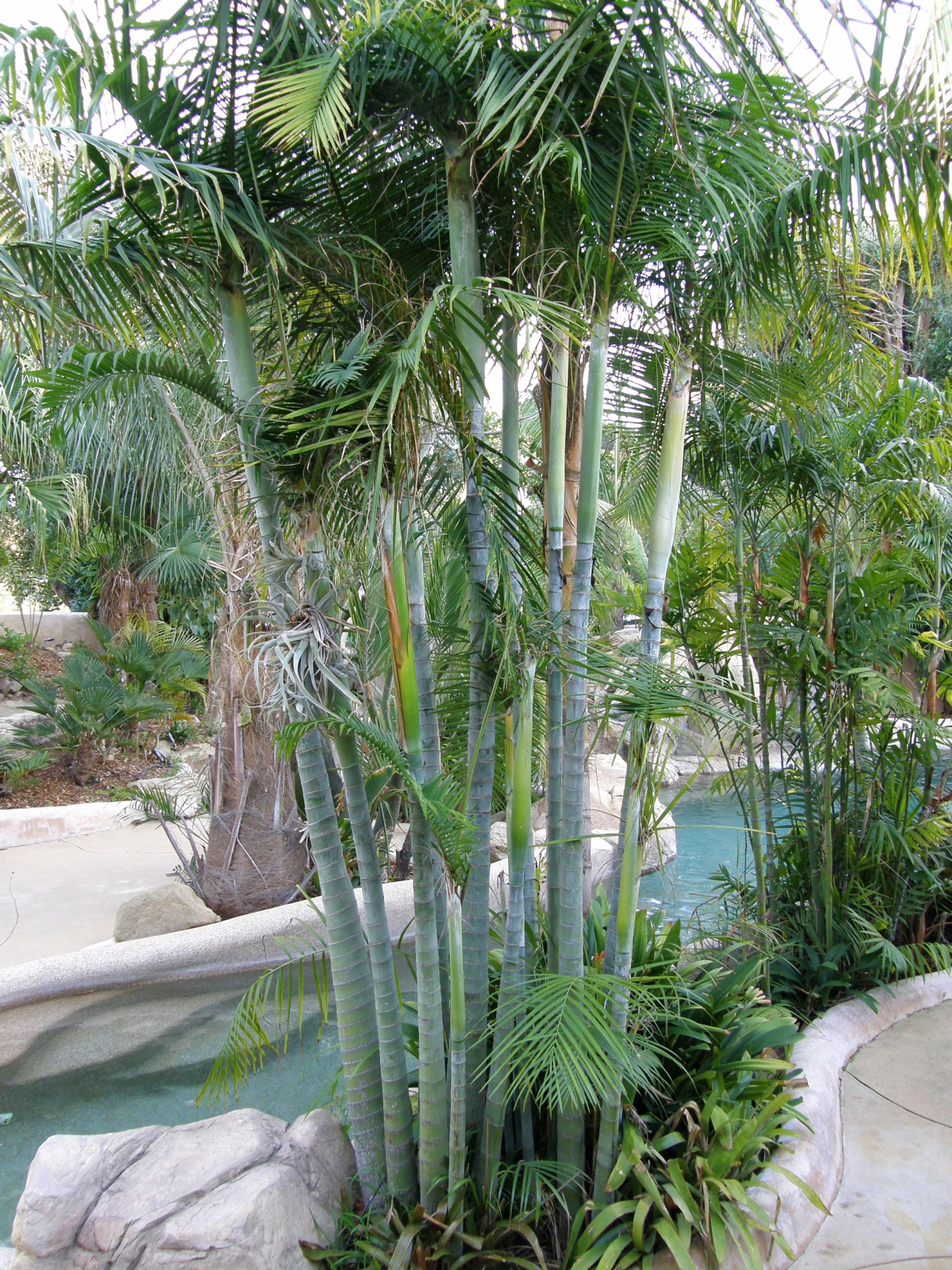 Dypsis baronii palm trees with smooth, ringed trunks surround a pool. Lush greenery and tropical feel.