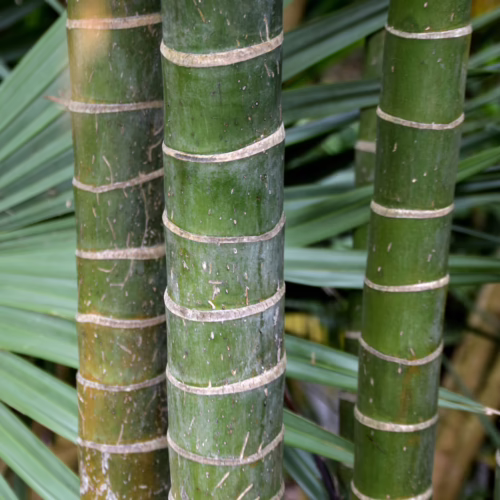 Dypsis baronii: Close-up of vibrant green stems with unique ringed markings, showcasing the palm's distinctive texture and pattern.