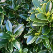 Glossy, dark green Euonymus fortunei 'Emerald Gem' foliage with tightly packed leaves, creating a lush, evergreen ground cover or border