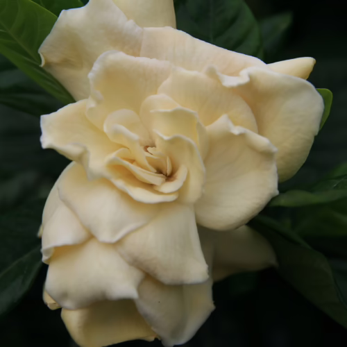 Gardenia jasminoides 'Veitchii' bloom: creamy white, fully double petals in a spiral, surrounded by glossy green leaves