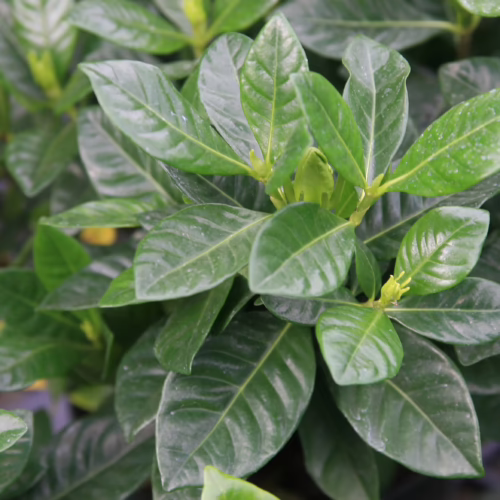 Gardenia jasminoides 'Veitchii' with glossy, vibrant green leaves, showcasing healthy foliage and lush plant growth