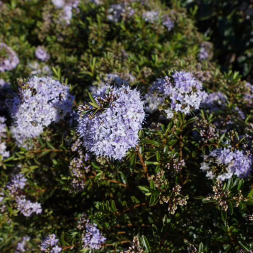 Hebe diosmifolia shrub with soft purple globe flowers and compact green foliage.