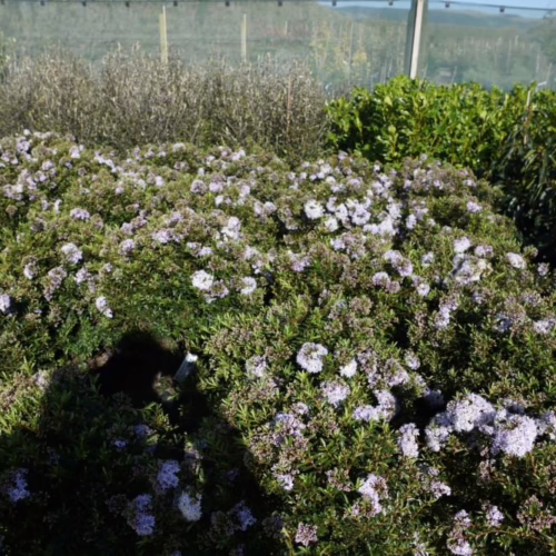 Hebe diosmifolia plant with dense green foliage and clusters of delicate, light purple-white flowers, perfect for garden borders or ground cover