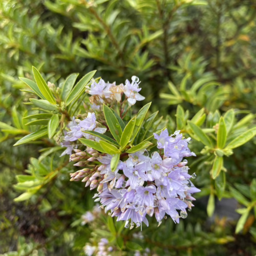 Hebe diosmifolia close-up: delicate lavender flowers and bright green leaves, perfect for adding subtle color to your garden
