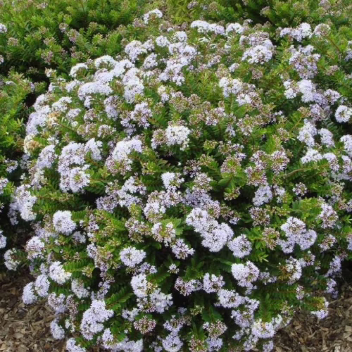 Hebe diosmifolia shrub covered in tiny, delicate white flowers. Dense, compact evergreen foliage, ideal for garden borders or containers.