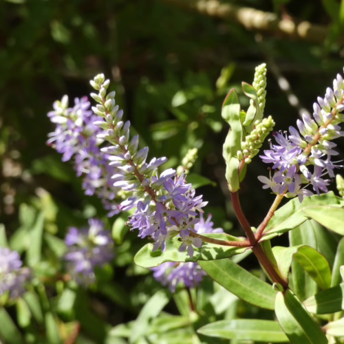 Hebe diosmifolia with spikes of light purple flowers and green leaves, a vibrant addition to any garden
