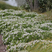 Hebe 'Wiri Mist': Dense ground cover with masses of tiny white flowers, creating a misty effect in a garden setting