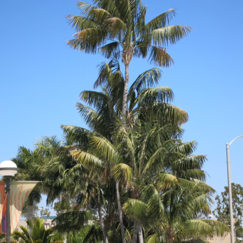 Howea forsteriana palm trees with lush green fronds against a clear blue sky backdrop
