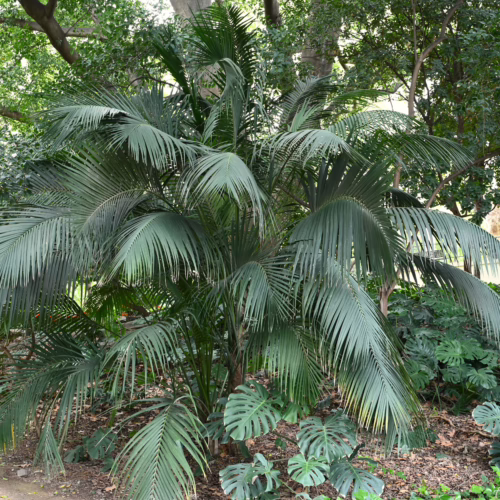 Lush Howea forsteriana kentia palm with arching green fronds, thriving in a shaded garden setting