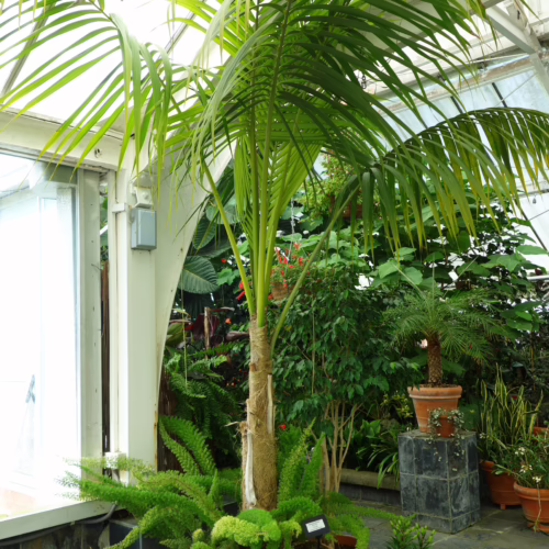 Howea forsteriana palm in terracotta pot, surrounded by lush ferns. An elegant indoor plant.
