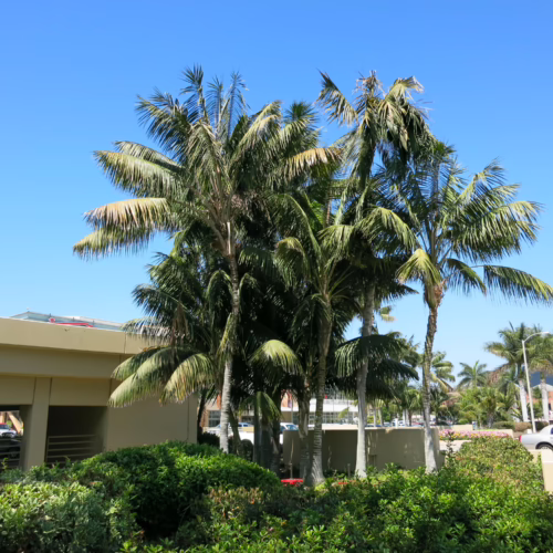 Howea forsteriana palm trees in a lush green garden setting, adding a tropical touch to the landscape