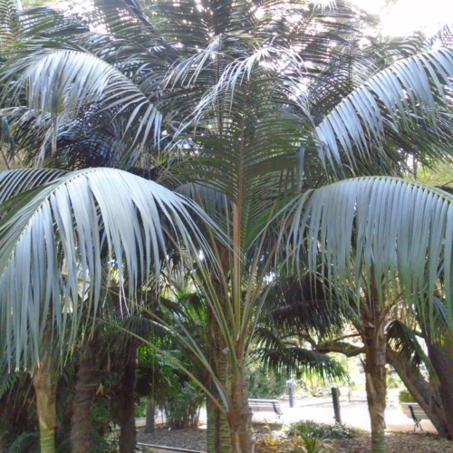 Howea forsteriana palm with long, pale green, gracefully drooping fronds, adding a touch of tropical elegance to any setting.