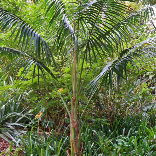 Howea forsteriana, a Kentia palm, with vibrant green, arching fronds, adding a tropical touch to any indoor or outdoor space.