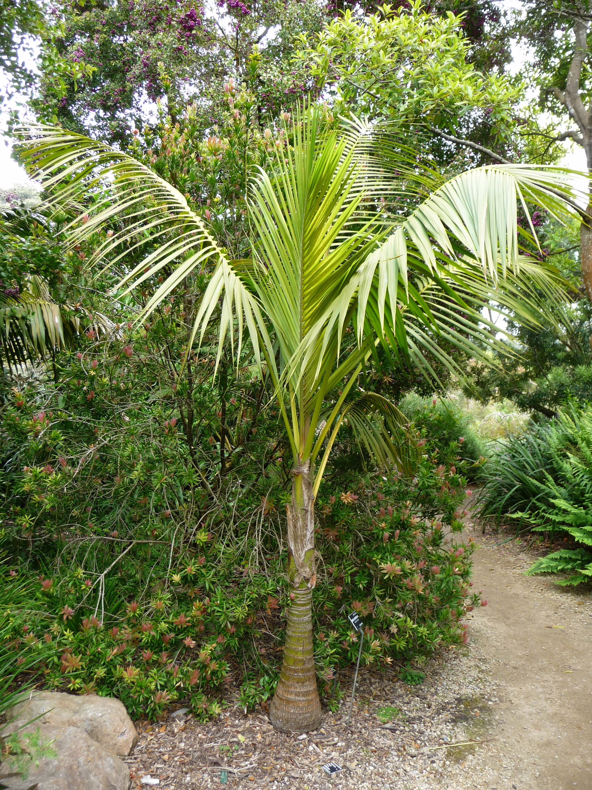 Howea forsteriana, a young palm with a distinctive bulbous base and vibrant green feathery fronds, thriving in a lush garden setting.