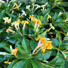 Hymenosporum flavum 'Gold Nugget' with glossy green leaves and clusters of vibrant yellow flowers, ideal for adding color to gardens