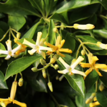 Hymenosporum flavum 'Gold Nugget' close-up: Creamy white to golden yellow star-shaped flowers bloom amongst glossy green leaves