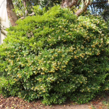 Hymenosporum flavum 'Gold Nugget' shrub with dense green foliage and abundant small, creamy yellow star-shaped flowers