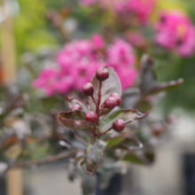 Lagerstroemia 'High Tower' buds, deep burgundy leaves, and vibrant pink flowers in soft focus, showcasing its unique color contrast