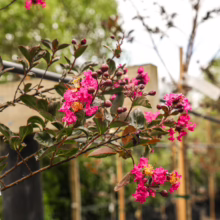 Lagerstroemia 'High Tower': Close-up showing vibrant pink blooms and dark foliage of this ornamental tree.