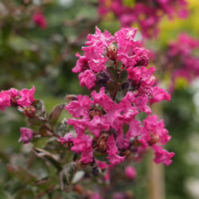 Lagerstroemia 'High Tower' with vibrant pink crepe-like flowers in a cluster, showcasing its unique texture and color.