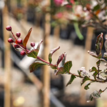 Lagerstroemia 'High Tower' branch with red buds and green-bronze leaves, showcasing its late-season color and texture
