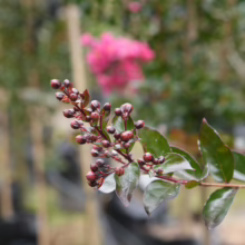 Lagerstroemia 'Just Striking' buds, deep burgundy, ready to bloom. Glossy green leaves add contrast to this crape myrtle's striking foliage.