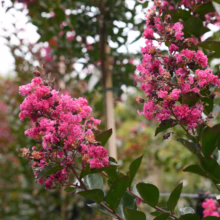 Lagerstroemia 'Just Striking' with vibrant pink crepe-like flowers in clusters, contrasted by dark green foliage