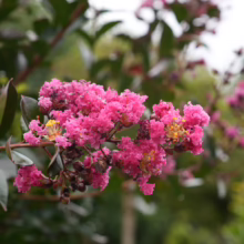 Lagerstroemia 'Just Striking' blooms: vibrant pink crepe myrtle flowers with yellow stamens against dark green leaves.