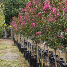 Lagerstroemia 'Just Striking' trees in pots, showcasing vibrant pink blooms and dark green foliage