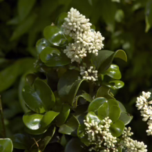 Ligustrum japonicum ‘Rotundifolium’: Glossy, rounded leaves and clusters of creamy white flower buds, adding lush greenery and subtle blooms to any garden.