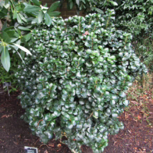 Ligustrum japonicum ‘Rotundifolium’ shrub with dense, rounded form and glossy, dark green leaves. Perfect for hedges or topiary.