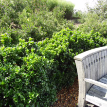 Ligustrum japonicum ‘Rotundifolium’ shrubs with rounded, glossy green leaves, densely planted near a wooden bench in a garden setting