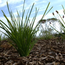 Lomandra 'Lime Tuff' grass clumps planted in mulch, with purple flower spikes, offering a vibrant, low-maintenance landscape option.