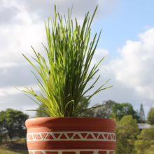 Lomandra 'Lime Tuff' in a terracotta pot with a white geometric pattern, set against a landscape backdrop