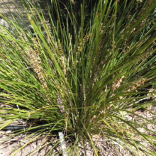 Lomandra 'Tanika': Fine, arching green foliage and delicate flower spikes create a graceful, textural garden accent.