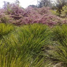 Lomandra 'Tanika' plants with vibrant green blades create a lush garden border; purple flowering shrubs behind.